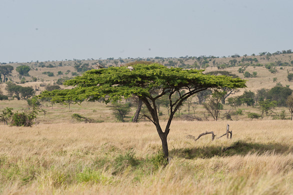 Serengeti Nationalpark, Tansania