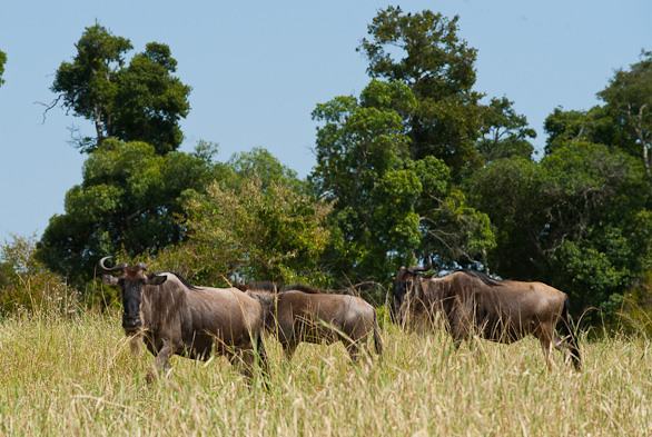 Serengeti Nationalpark, Tansania