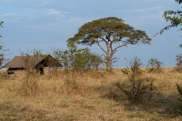 Serengeti Nationalpark, Tansania