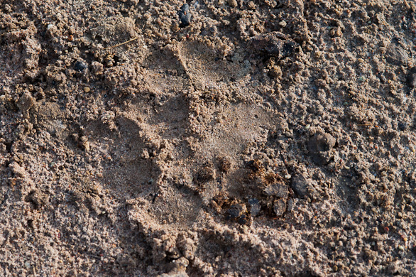 Serengeti Nationalpark, Tansania