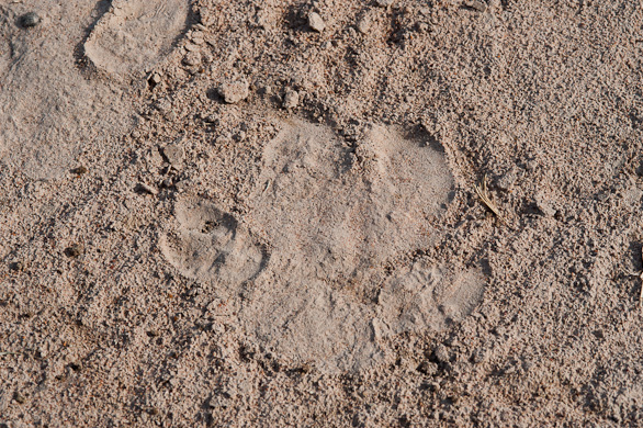 Serengeti Nationalpark, Tansania
