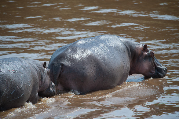 Serengeti Nationalpark, Tansania