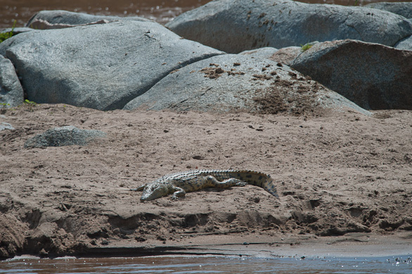 Serengeti Nationalpark, Tansania
