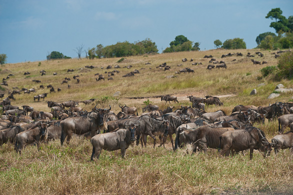 Serengeti Nationalpark, Tansania