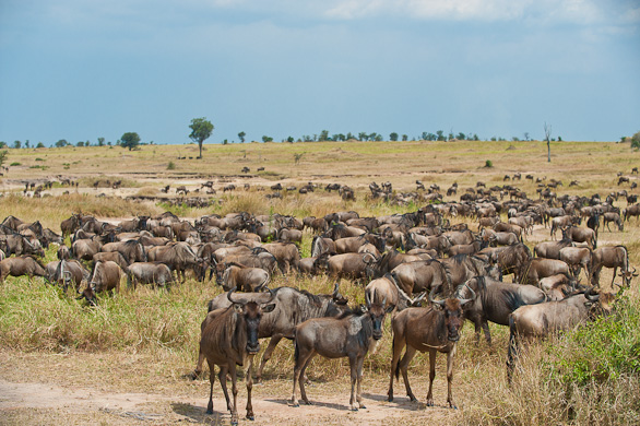 Serengeti Nationalpark, Tansania
