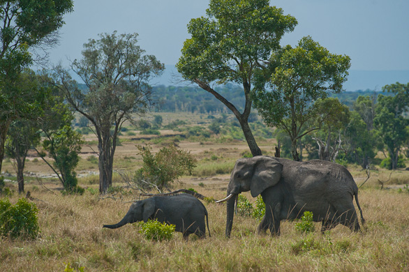 Serengeti Nationalpark, Tansania