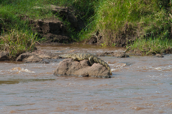 Serengeti Nationalpark, Tansania