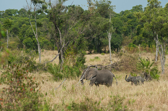Serengeti Nationalpark, Tansania