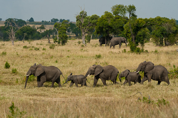 Serengeti Nationalpark, Tansania