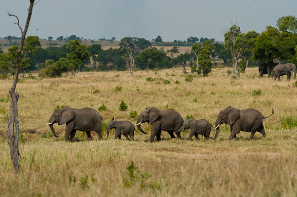Serengeti Nationalpark, Tansania