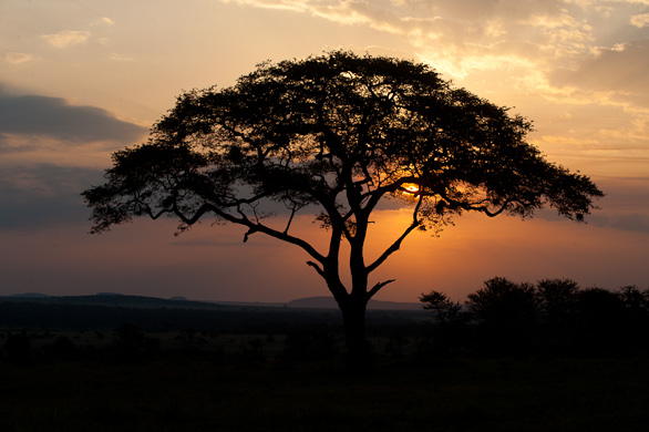 Serengeti Nationalpark, Tansania