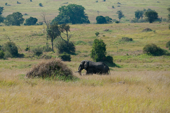Serengeti Nationalpark, Tansania