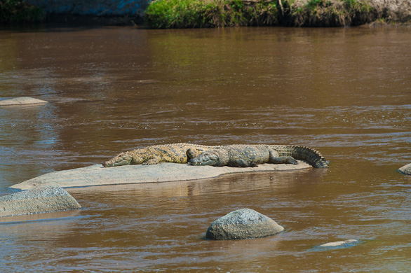 Serengeti Nationalpark, Tansania