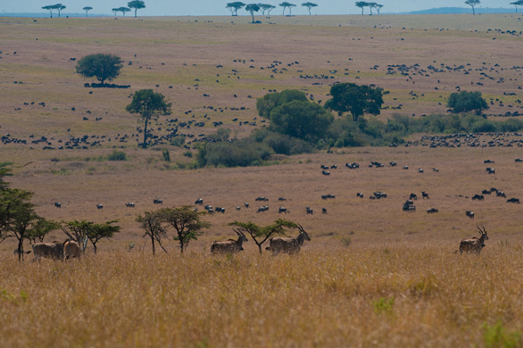 Serengeti Nationalpark, Tansania