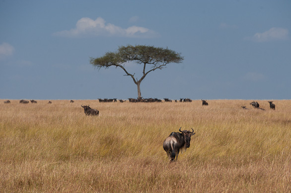 Serengeti Nationalpark, Tansania