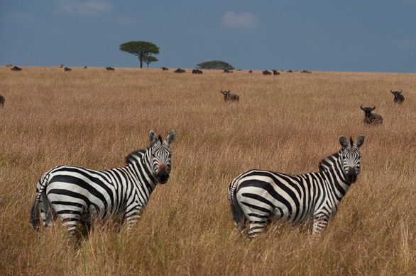 Serengeti Nationalpark, Tansania