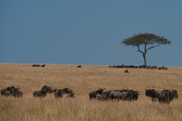 Serengeti Nationalpark, Tansania