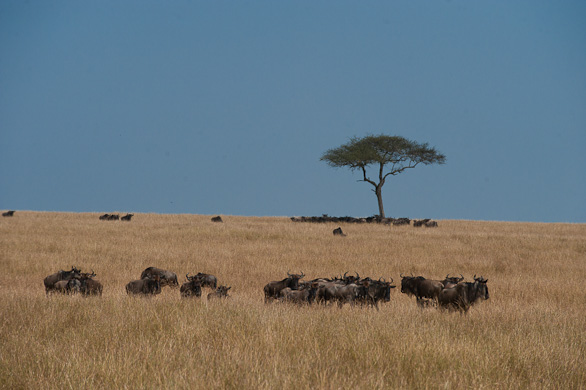 Serengeti Nationalpark, Tansania
