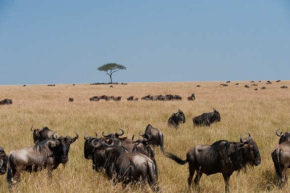 Serengeti Nationalpark, Tansania