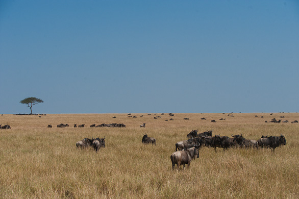 Serengeti Nationalpark, Tansania