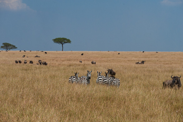 Serengeti Nationalpark, Tansania