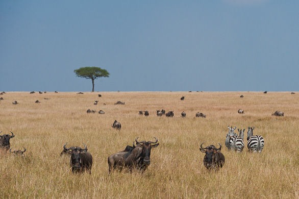 Serengeti Nationalpark, Tansania