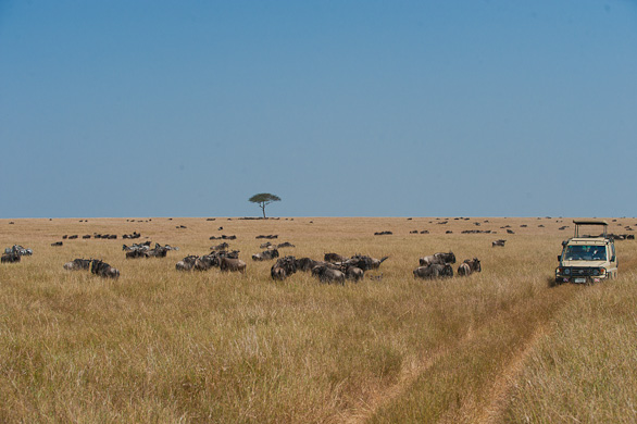Serengeti Nationalpark, Tansania