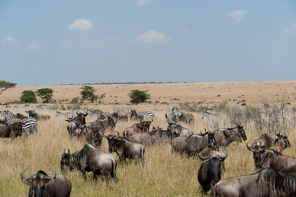 Serengeti Nationalpark, Tansania
