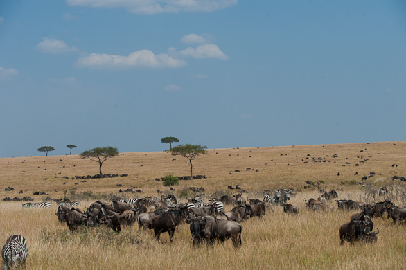 Serengeti Nationalpark, Tansania