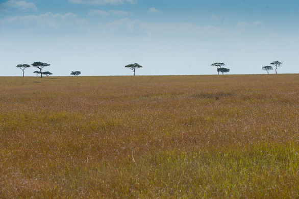 Serengeti Nationalpark, Tansania