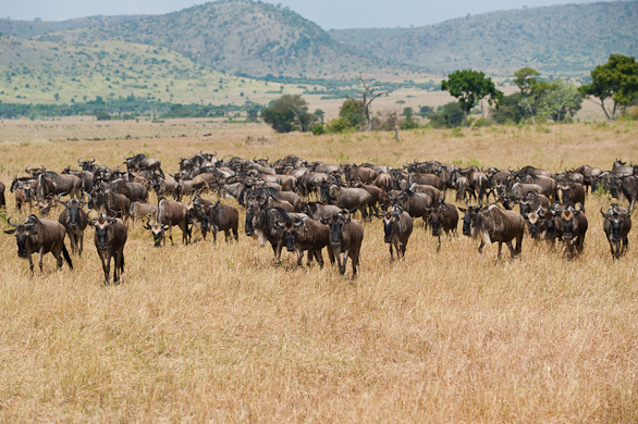 Serengeti Nationalpark, Tansania