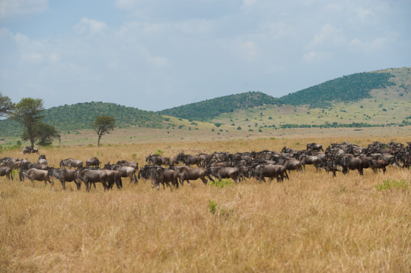 Serengeti Nationalpark, Tansania