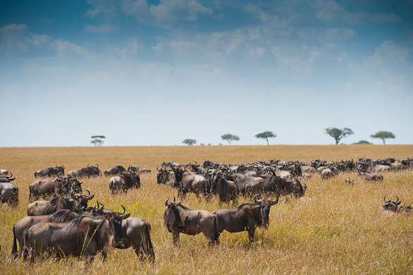 Serengeti Nationalpark, Tansania