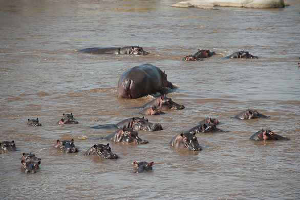 Serengeti Nationalpark, Tansania