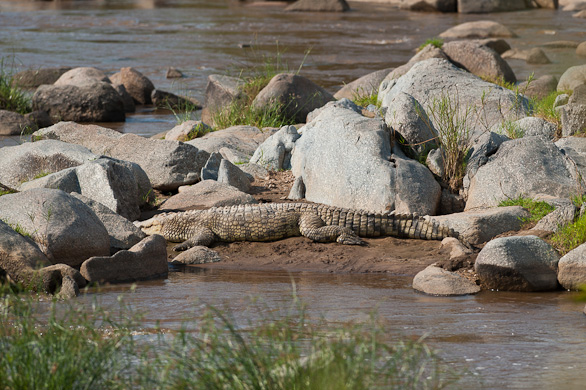 Serengeti Nationalpark, Tansania