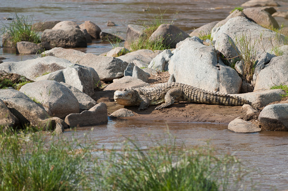 Serengeti Nationalpark, Tansania