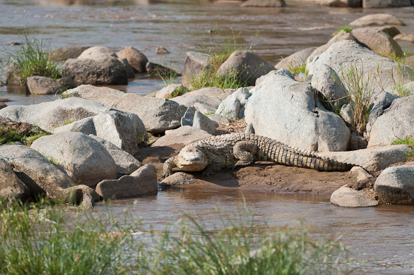 Serengeti Nationalpark, Tansania