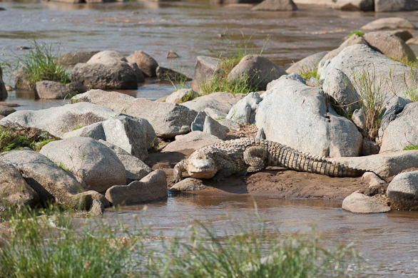 Serengeti Nationalpark, Tansania