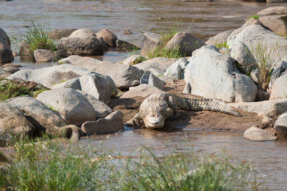 Serengeti Nationalpark, Tansania