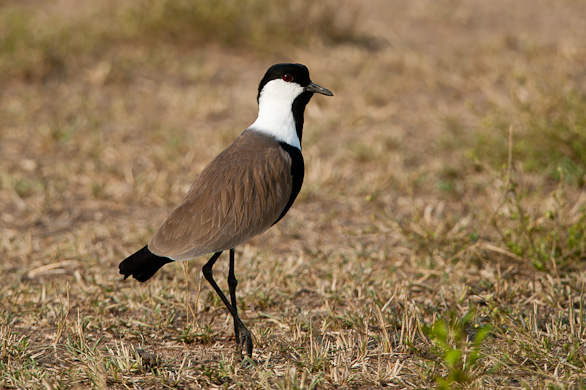 Serengeti Nationalpark, Tansania
