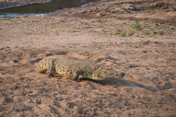 Serengeti Nationalpark, Tansania