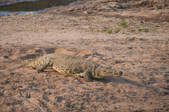 Serengeti Nationalpark, Tansania