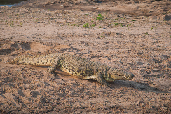 Serengeti Nationalpark, Tansania