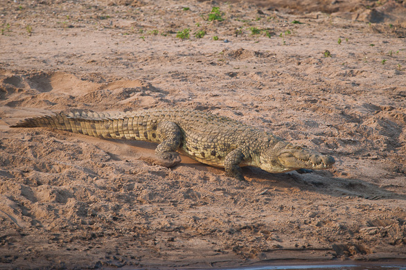Serengeti Nationalpark, Tansania