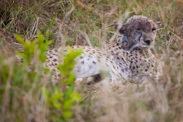 Serengeti Nationalpark, Tansania