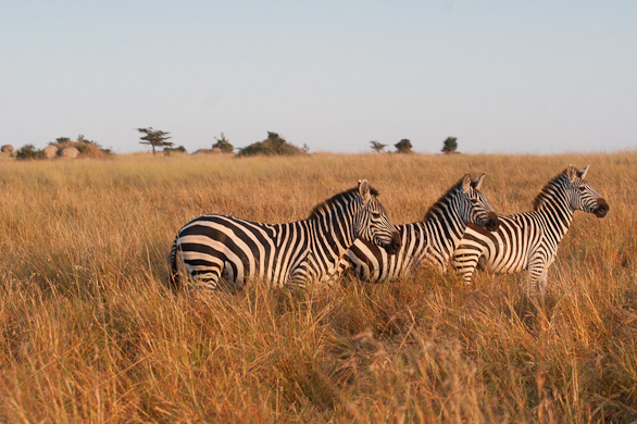Serengeti Nationalpark, Tansania