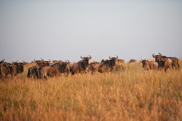 Serengeti Nationalpark, Tansania
