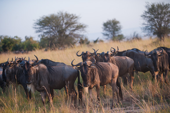 Serengeti Nationalpark, Tansania