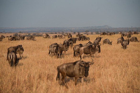 Serengeti Nationalpark, Tansania