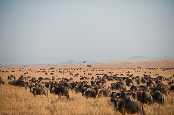 Serengeti Nationalpark, Tansania